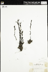 Monotropa uniflora image