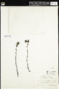 Monotropa uniflora image