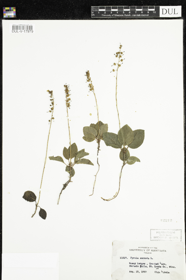 Orthilia secunda image