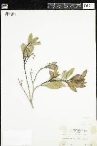 Lyonia lucida image