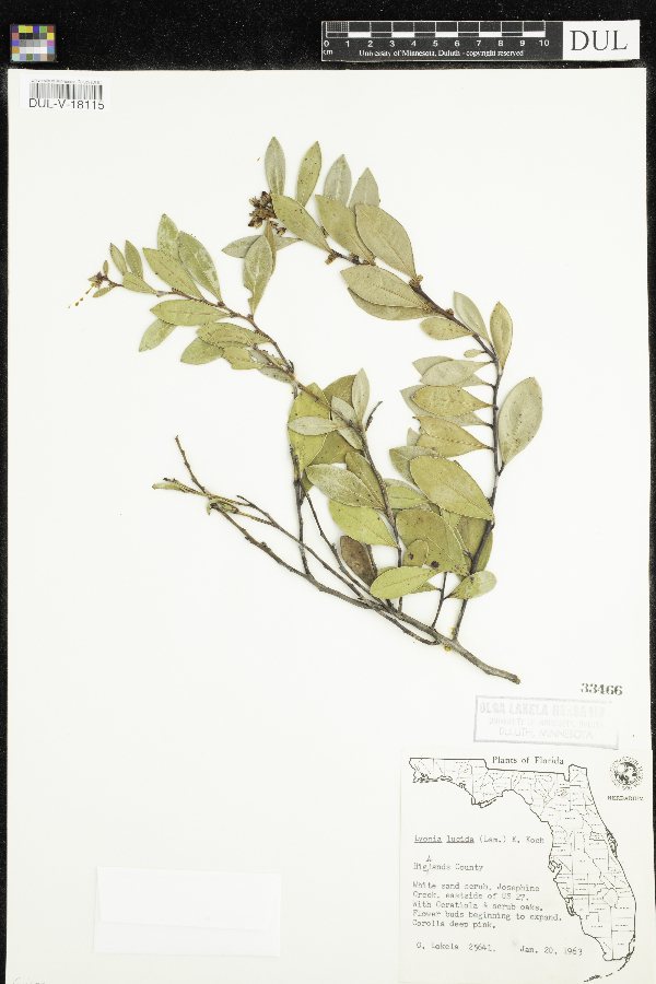 Lyonia lucida image