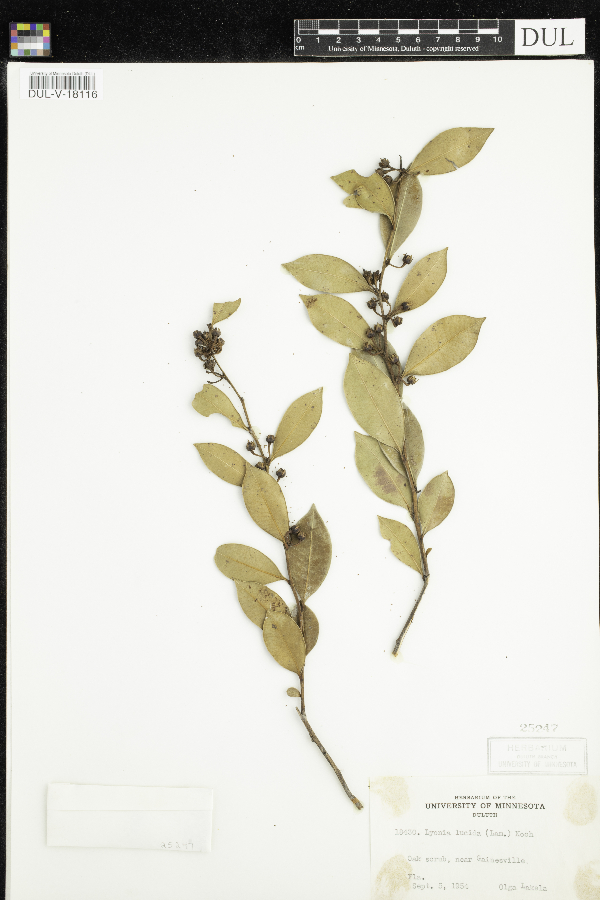 Lyonia lucida image