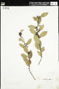 Lyonia lucida image