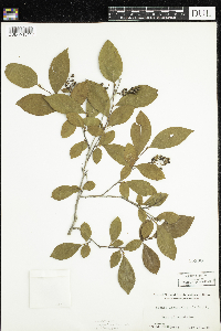 Lyonia ligustrina image