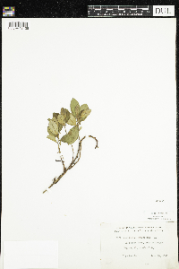 Gaultheria procumbens image