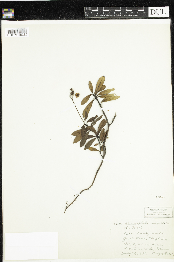 Chimaphila umbellata image