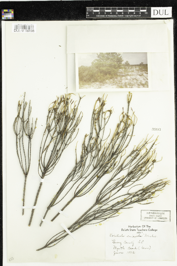 Ceratiola ericoides image