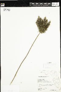 Ceratiola ericoides image