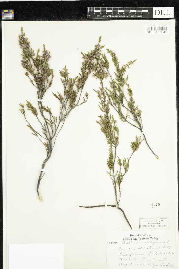 Calluna vulgaris image