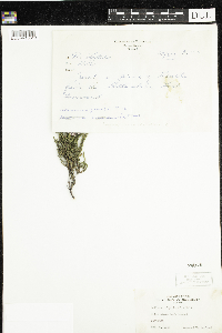 Calluna vulgaris image