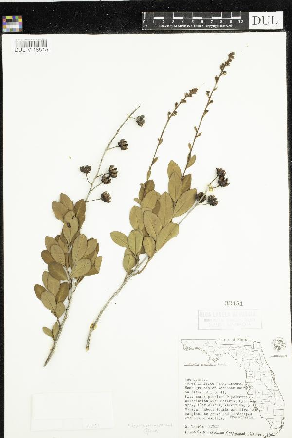 Bejaria racemosa image