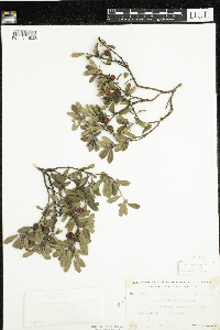 Arctostaphylos uva-ursi image