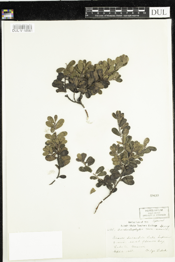 Arctostaphylos uva-ursi image