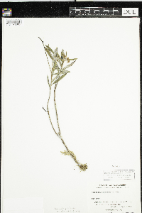 Andromeda polifolia var. latifolia image