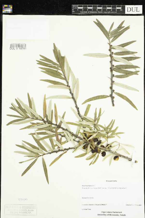 Hippophae rhamnoides image