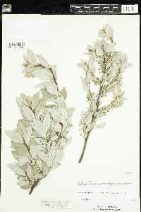 Elaeagnus commutata image