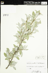 Elaeagnus commutata image