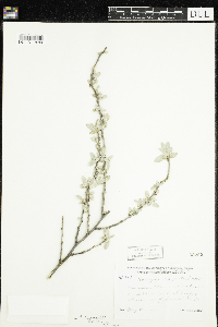 Elaeagnus commutata image