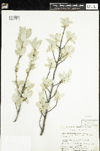 Elaeagnus commutata image