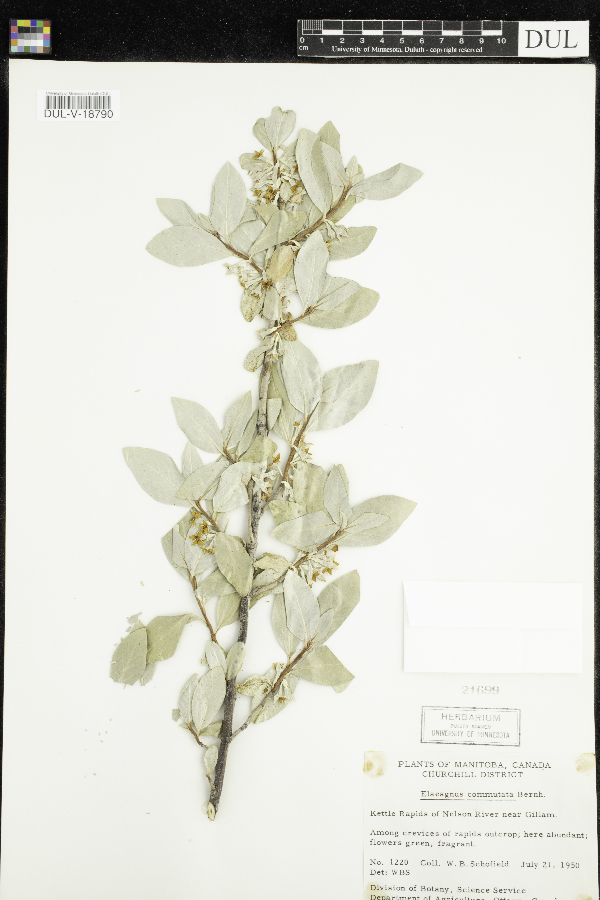 Elaeagnus commutata image