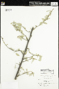 Elaeagnus commutata image