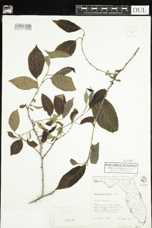 Diospyros virginiana image