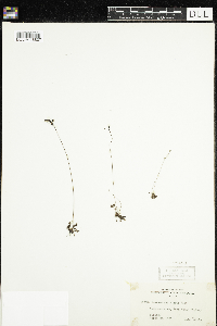 Image of Drosera capillaris