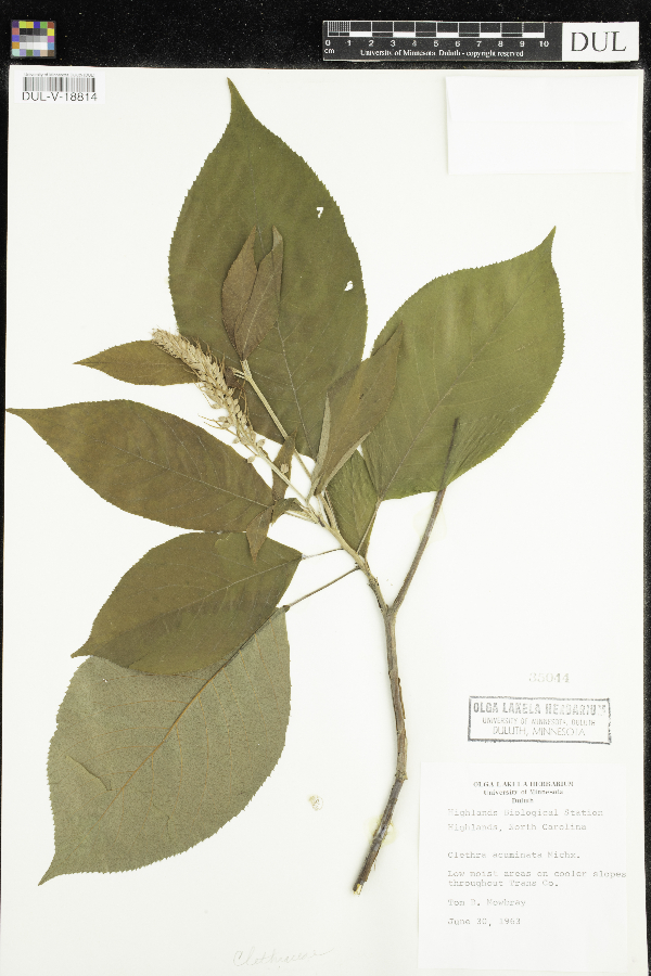 Clethra acuminata image