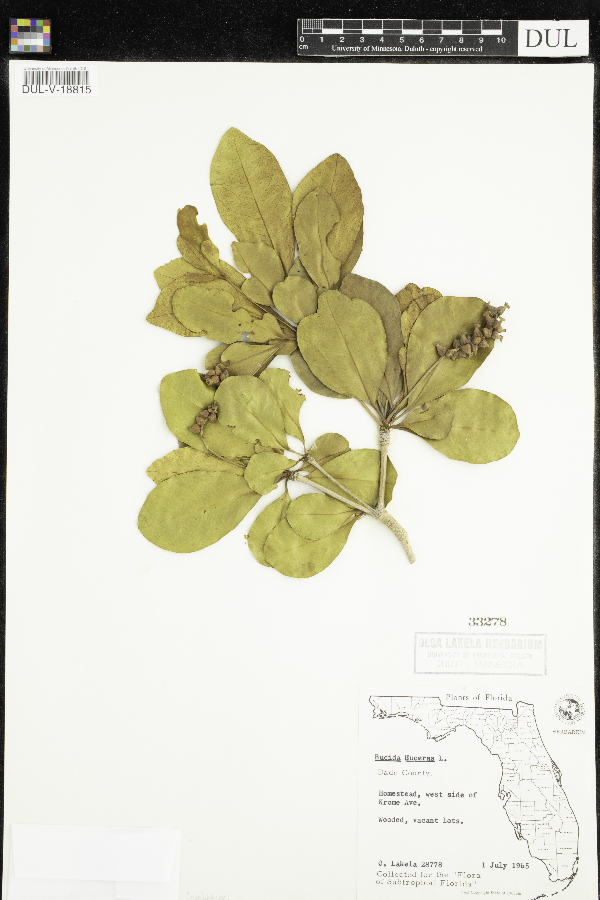Bucida buceras image