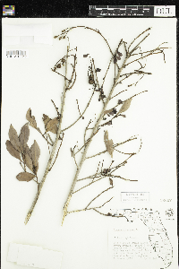 Conocarpus erectus image