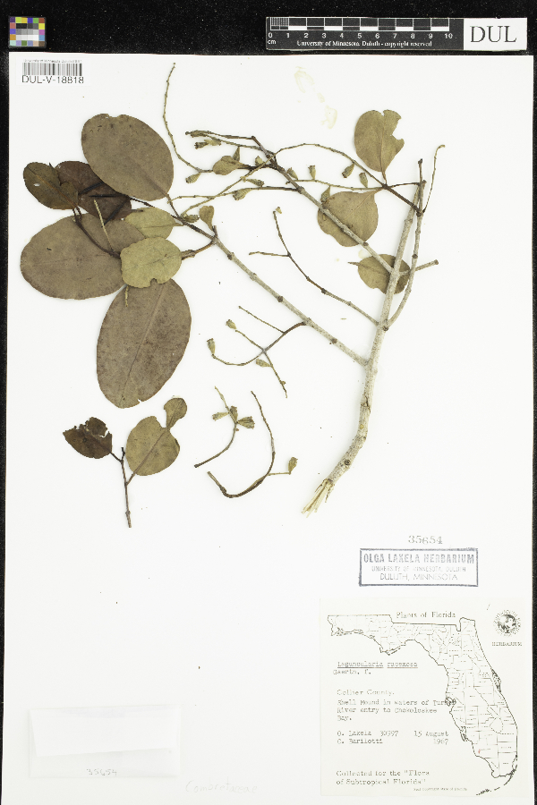 Laguncularia racemosa image