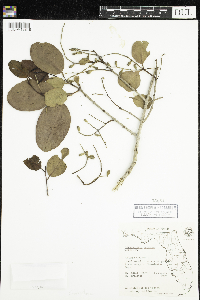 thumbnail image of current specimen