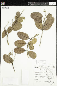 Laguncularia racemosa image