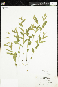 Calystegia spithamaea subsp. stans image