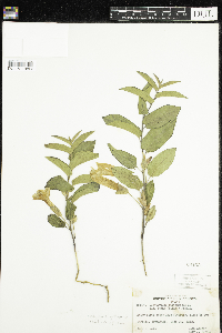 Calystegia spithamaea subsp. stans image