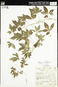 Image of Ipomoea cairica