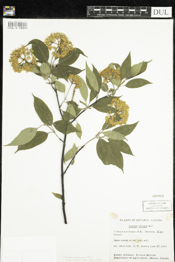 Cornus obliqua image