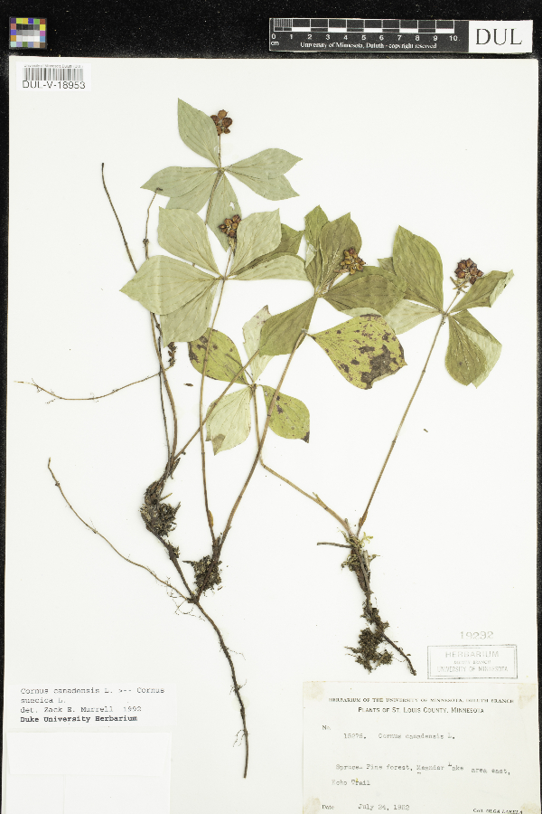 Cornus canadensis image