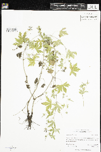 Geranium sibiricum image