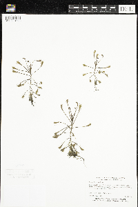 Drosera intermedia image