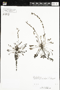 Drosera intermedia image