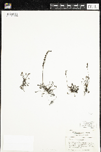 Drosera intermedia image