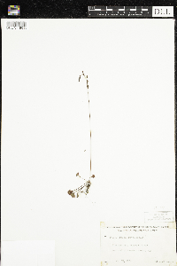 Drosera rotundifolia image