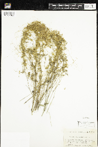 Cuscuta pentagona image