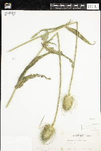 Dipsacus fullonum image