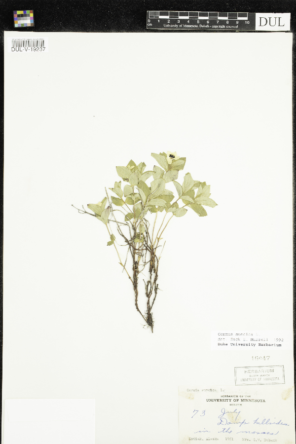 Cornus suecica image