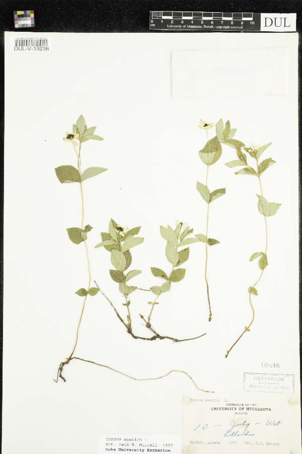 Cornus suecica image