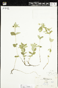 Cornus suecica image