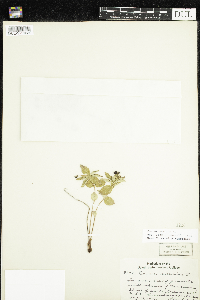 Cornus suecica image