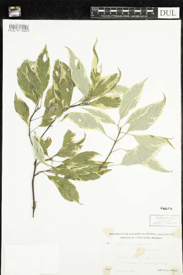 Cornus sanguinea image